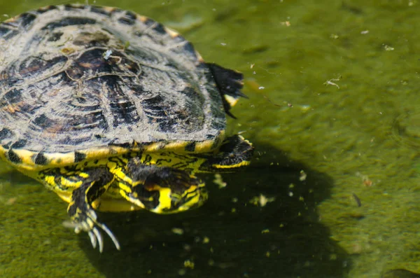 Vandskildpadde Beskidt Dam Bypark Vilde Dyr Lever Vandmiljø Natur - Stock-foto