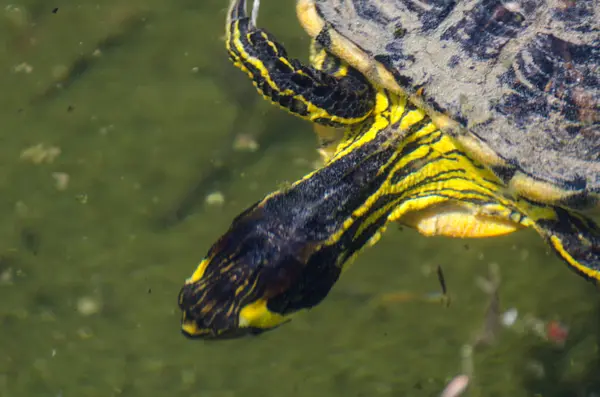 Wasserschildkröte Einem Schmutzigen Teich Stadtpark Wildes Tier Das Einer Aquatischen — Stockfoto