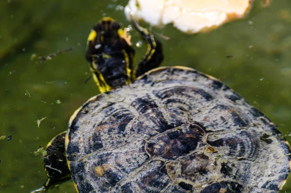 Water Schildpad Uit Een Vuile Vijver Een Stadspark Wilde Dieren — Stockfoto