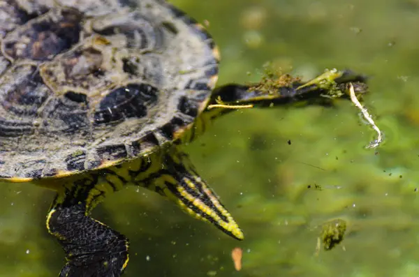 Wasserschildkröte Einem Schmutzigen Teich Stadtpark Wildes Tier Das Einer Aquatischen — Stockfoto