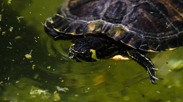 Tartaruga Aquática Uma Lagoa Suja Parque Cidade Animal Selvagem Que — Fotografia de Stock