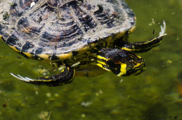 Tortuga Agua Estanque Sucio Parque Ciudad Animales Salvajes Que Viven —  Fotos de Stock