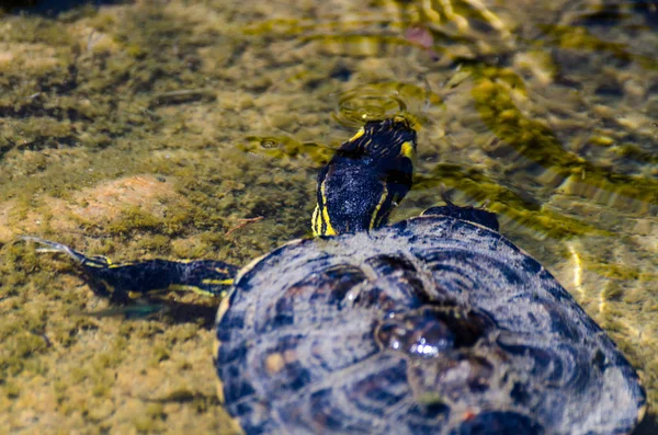 Tortue Eau Dans Étang Sale Dans Parc Urbain Animal Sauvage — Photo