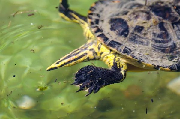 Wasserschildkröte Einem Schmutzigen Teich Stadtpark Wildes Tier Das Einer Aquatischen — Stockfoto