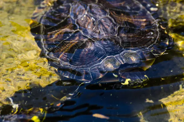 Water Schildpad Uit Een Vuile Vijver Een Stadspark Wilde Dieren — Stockfoto