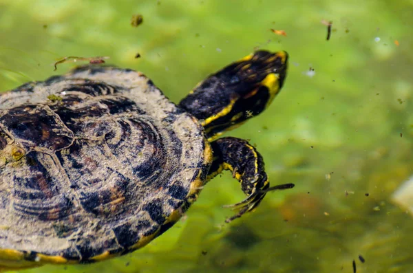 Tartaruga Aquática Uma Lagoa Suja Parque Cidade Animal Selvagem Que — Fotografia de Stock