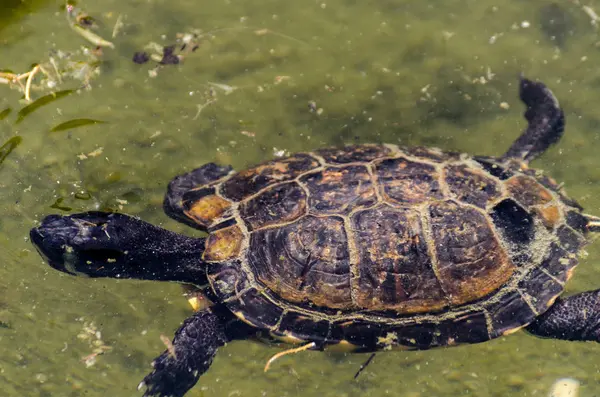 Wasserschildkröte Einem Schmutzigen Teich Stadtpark Wildes Tier Das Einer Aquatischen — Stockfoto