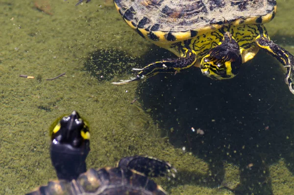 Wasserschildkröte Einem Schmutzigen Teich Stadtpark Wildes Tier Das Einer Aquatischen — Stockfoto