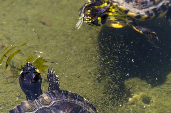 Wasserschildkröte Einem Schmutzigen Teich Stadtpark Wildes Tier Das Einer Aquatischen — Stockfoto