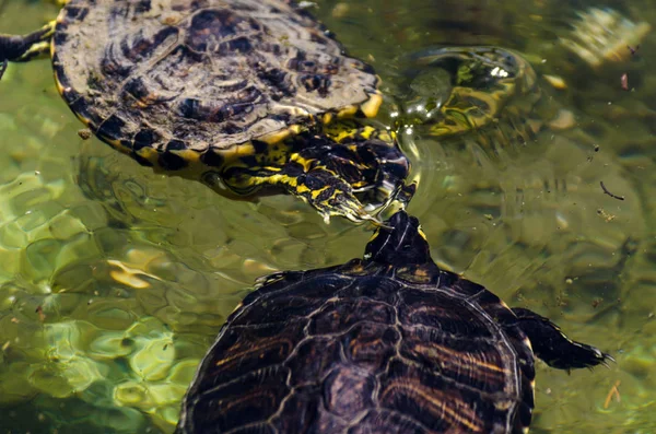 Wasserschildkröte Einem Schmutzigen Teich Stadtpark Wildes Tier Das Einer Aquatischen — Stockfoto