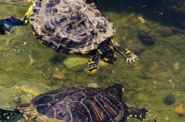 Водяная Черепаха Грязном Пруду Городском Парке Дикое Животное Живущее Водной — стоковое фото