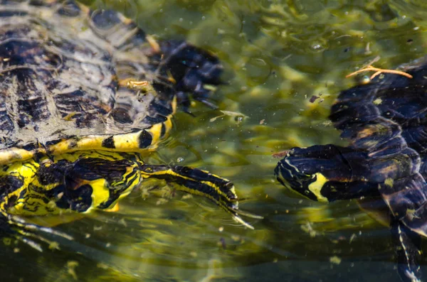 Wasserschildkröte Einem Schmutzigen Teich Stadtpark Wildes Tier Das Einer Aquatischen — Stockfoto