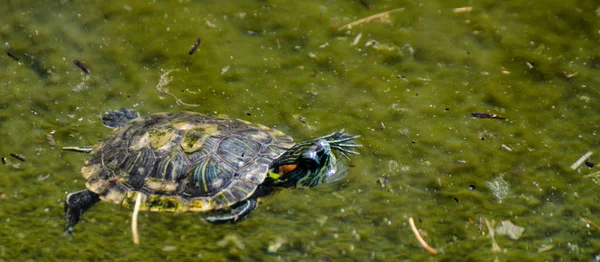 Vandskildpadde Beskidt Dam Bypark Vilde Dyr Lever Vandmiljø Natur - Stock-foto