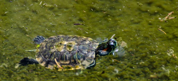 Wasserschildkröte Einem Schmutzigen Teich Stadtpark Wildes Tier Das Einer Aquatischen — Stockfoto