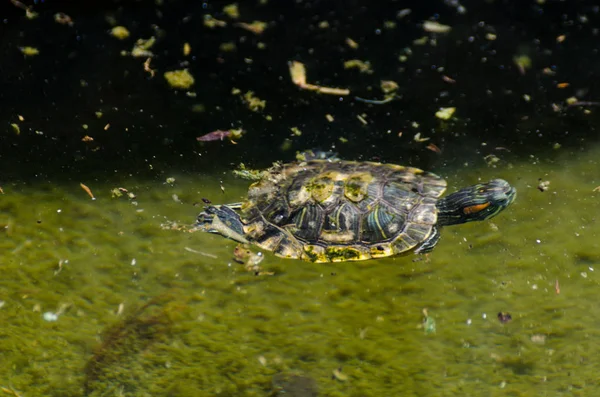 Wasserschildkröte Einem Schmutzigen Teich Stadtpark Wildes Tier Das Einer Aquatischen — Stockfoto