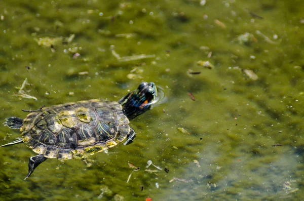 Vandskildpadde Beskidt Dam Bypark Vilde Dyr Lever Vandmiljø Natur - Stock-foto