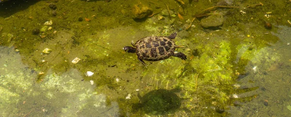 Vesikilpikonna Likaisessa Lammessa Kaupungin Puistossa Vesiympäristössä Elävä Villieläin Luonto — kuvapankkivalokuva