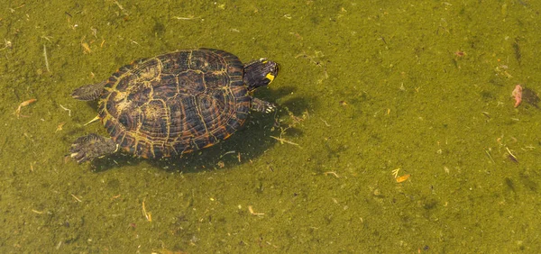 Vandskildpadde Beskidt Dam Bypark Vilde Dyr Lever Vandmiljø Natur - Stock-foto