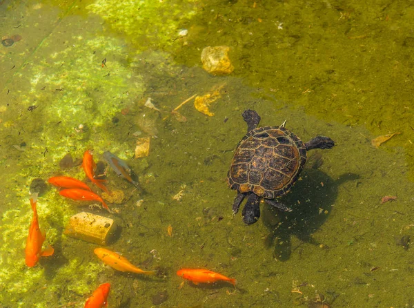 Tortuga Agua Estanque Sucio Parque Ciudad Animales Salvajes Que Viven —  Fotos de Stock