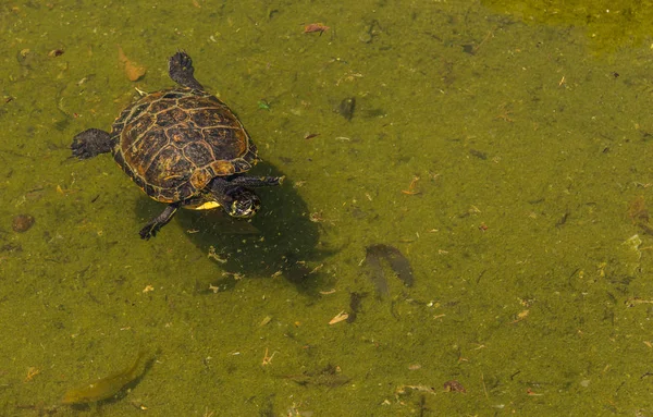 Water Schildpad Uit Een Vuile Vijver Een Stadspark Wilde Dieren — Stockfoto