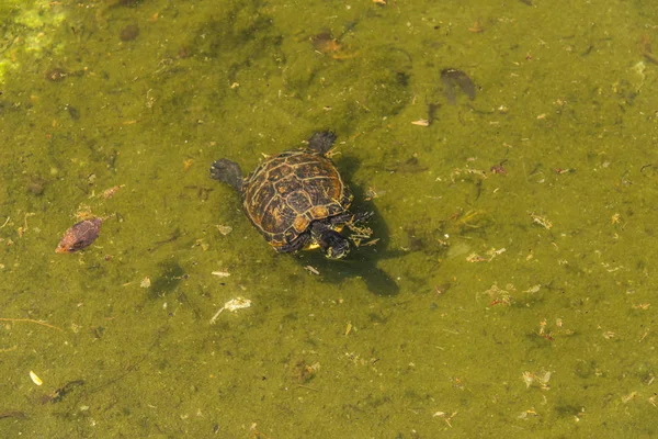 Water Schildpad Uit Een Vuile Vijver Een Stadspark Wilde Dieren — Stockfoto