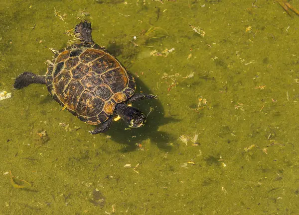 Water Turtle Dirty Pond City Park Wild Animal Living Aquatic — Stock Photo, Image