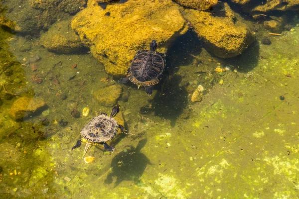 都市公園 水環境 自然に住む野生動物の汚い池の水カメ — ストック写真
