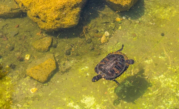 Tortuga Agua Estanque Sucio Parque Ciudad Animales Salvajes Que Viven —  Fotos de Stock