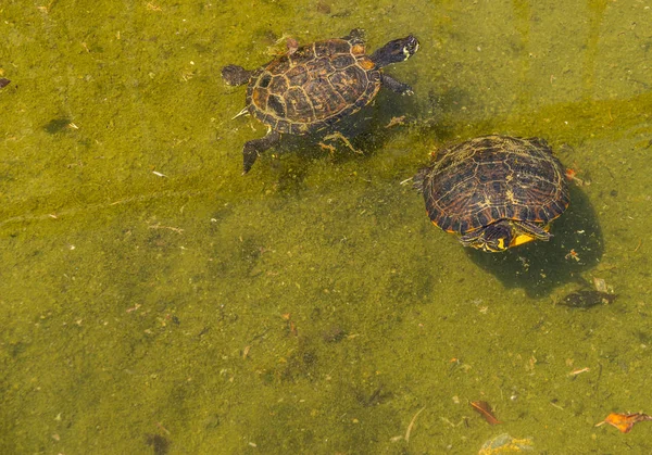 water turtle in a dirty pond in a city park, wild animal living in an aquatic environment, nature