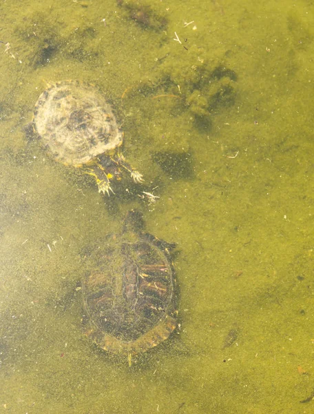 water turtle in a dirty pond in a city park, wild animal living in an aquatic environment, nature
