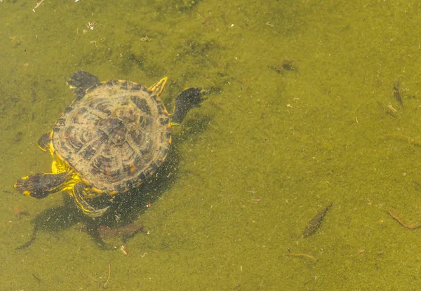 Water Schildpad Uit Een Vuile Vijver Een Stadspark Wilde Dieren — Stockfoto