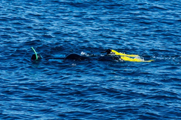 ダイバーの海の表面は 活動的で興味深いウォーター スポーツ 水泳中シュノーケル シュノーケ リング — ストック写真