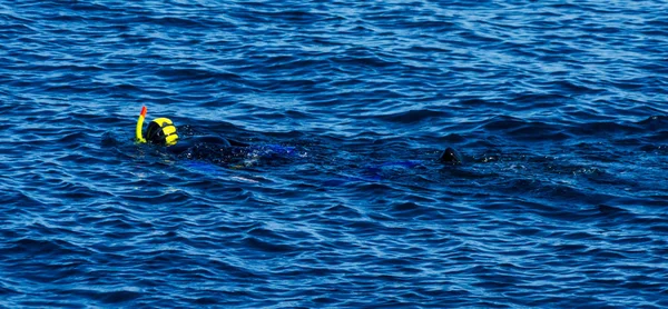 Дайвер Сноркл Під Час Плавання Поверхні Моря Активний Цікавий Водний — стокове фото