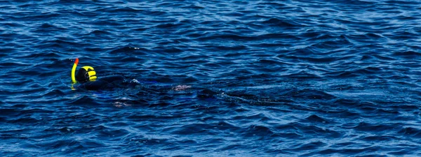 Дайвер Сноркл Під Час Плавання Поверхні Моря Активний Цікавий Водний — стокове фото