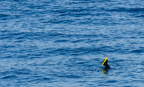 Дайвер Трубкой Время Плавания Поверхности Моря Активный Интересный Водный Спорт — стоковое фото