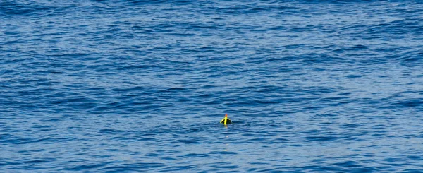 Дайвер Трубкой Время Плавания Поверхности Моря Активный Интересный Водный Спорт — стоковое фото