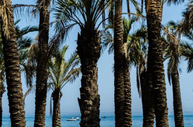 güzel Yayilim palmiye ağacı, tatil, sıcak bir günde, büyük sembolü egzotik bitkiler yaprakları, egzotik ağaç