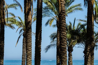 güzel Yayilim palmiye ağacı, tatil, sıcak bir günde, büyük sembolü egzotik bitkiler yaprakları, egzotik ağaç