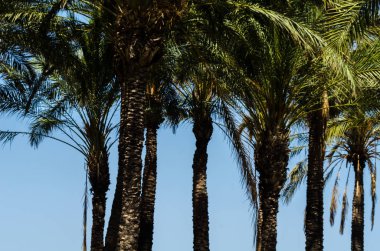 güzel Yayilim palmiye ağacı, tatil, sıcak bir günde, büyük sembolü egzotik bitkiler yaprakları, egzotik ağaç
