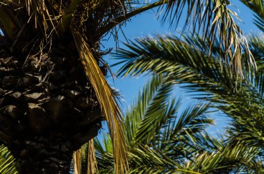 güzel Yayilim palmiye ağacı, tatil, sıcak bir günde, büyük sembolü egzotik bitkiler yaprakları, egzotik ağaç