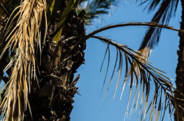 güzel Yayilim palmiye ağacı, tatil, sıcak bir günde, büyük sembolü egzotik bitkiler yaprakları, egzotik ağaç