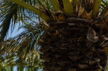 güzel Yayilim palmiye ağacı, tatil, sıcak bir günde, büyük sembolü egzotik bitkiler yaprakları, egzotik ağaç