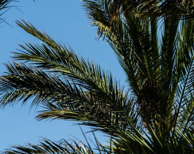 güzel Yayilim palmiye ağacı, tatil, sıcak bir günde, büyük sembolü egzotik bitkiler yaprakları, egzotik ağaç