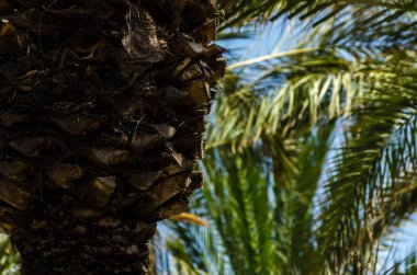 güzel Yayilim palmiye ağacı, tatil, sıcak bir günde, büyük sembolü egzotik bitkiler yaprakları, egzotik ağaç