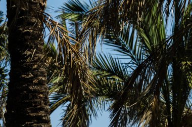 güzel Yayilim palmiye ağacı, tatil, sıcak bir günde, büyük sembolü egzotik bitkiler yaprakları, egzotik ağaç