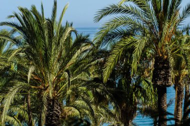 güzel Yayilim palmiye ağacı, tatil, sıcak bir günde, büyük sembolü egzotik bitkiler yaprakları, egzotik ağaç