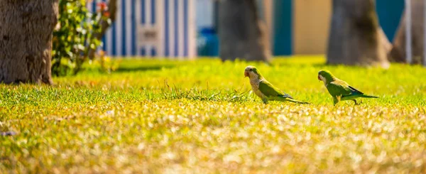 Grön Papegoja Ett Saftigt Grönt Gräs Vilda Fåglar Park Staden — Stockfoto