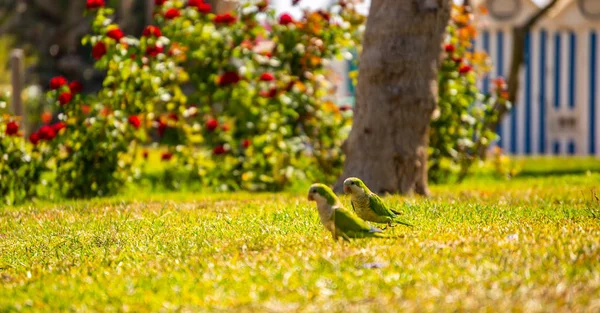 Green Parrot Juicy Green Grass Wild Birds Park City Fauna — Stock Photo, Image