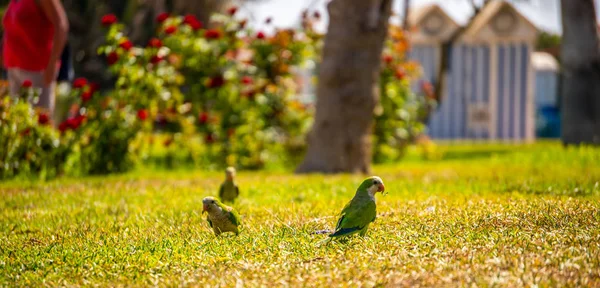 Perroquet Vert Sur Une Herbe Verte Juteuse Oiseaux Sauvages Dans — Photo