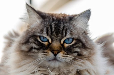 Evcil hayvan dışında oturan mavi gözlü güzel uzun saçlı kedi